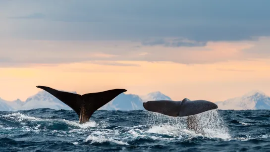Two whale tails rise above choppy ocean water with splashes, snowcapped mountains in the distance at sunset.