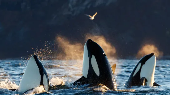 Three orcas surface in choppy ocean water with spray and mist backlit by warm light; a bird flies above.