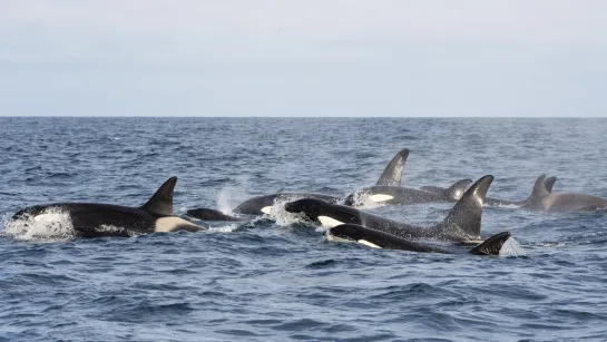 Several orcas swim and surface together in choppy ocean water, with dorsal fins and splashes under a pale sky.
