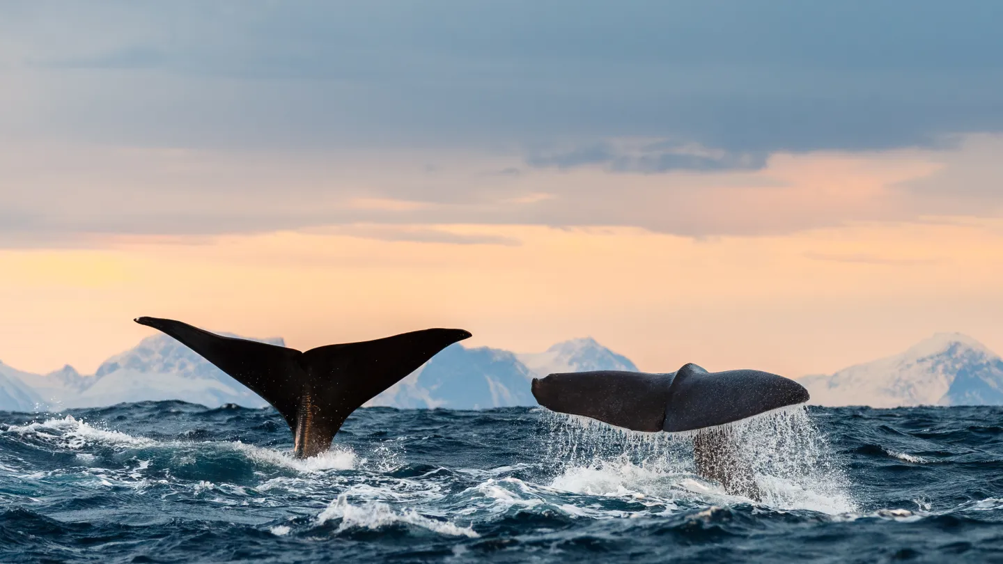 Two whale tails rise above choppy ocean water with splashes, snowcapped mountains in the distance at sunset.