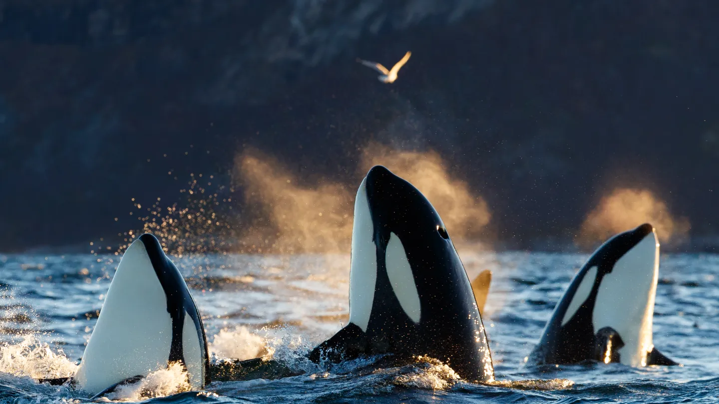 Three orcas surface in choppy ocean water with spray and mist backlit by warm light; a bird flies above.