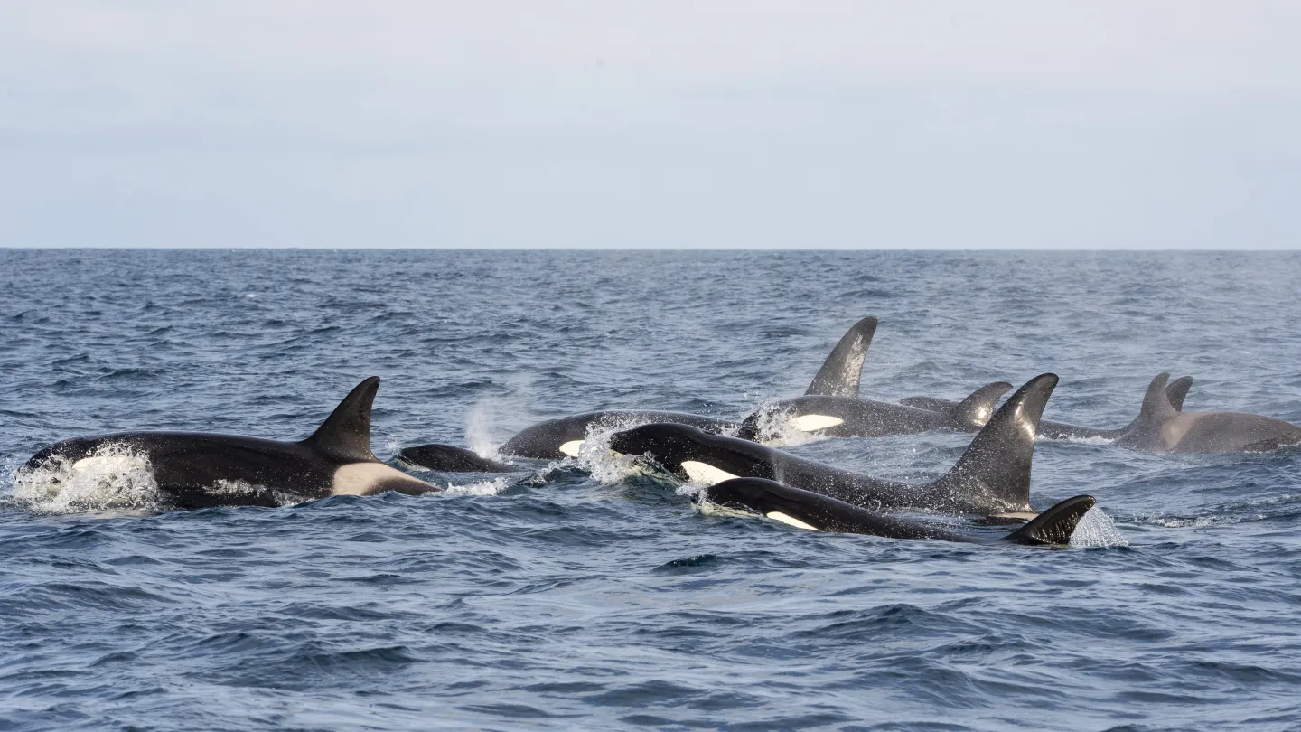 Several orcas swim and surface together in choppy ocean water, with dorsal fins and splashes under a pale sky.