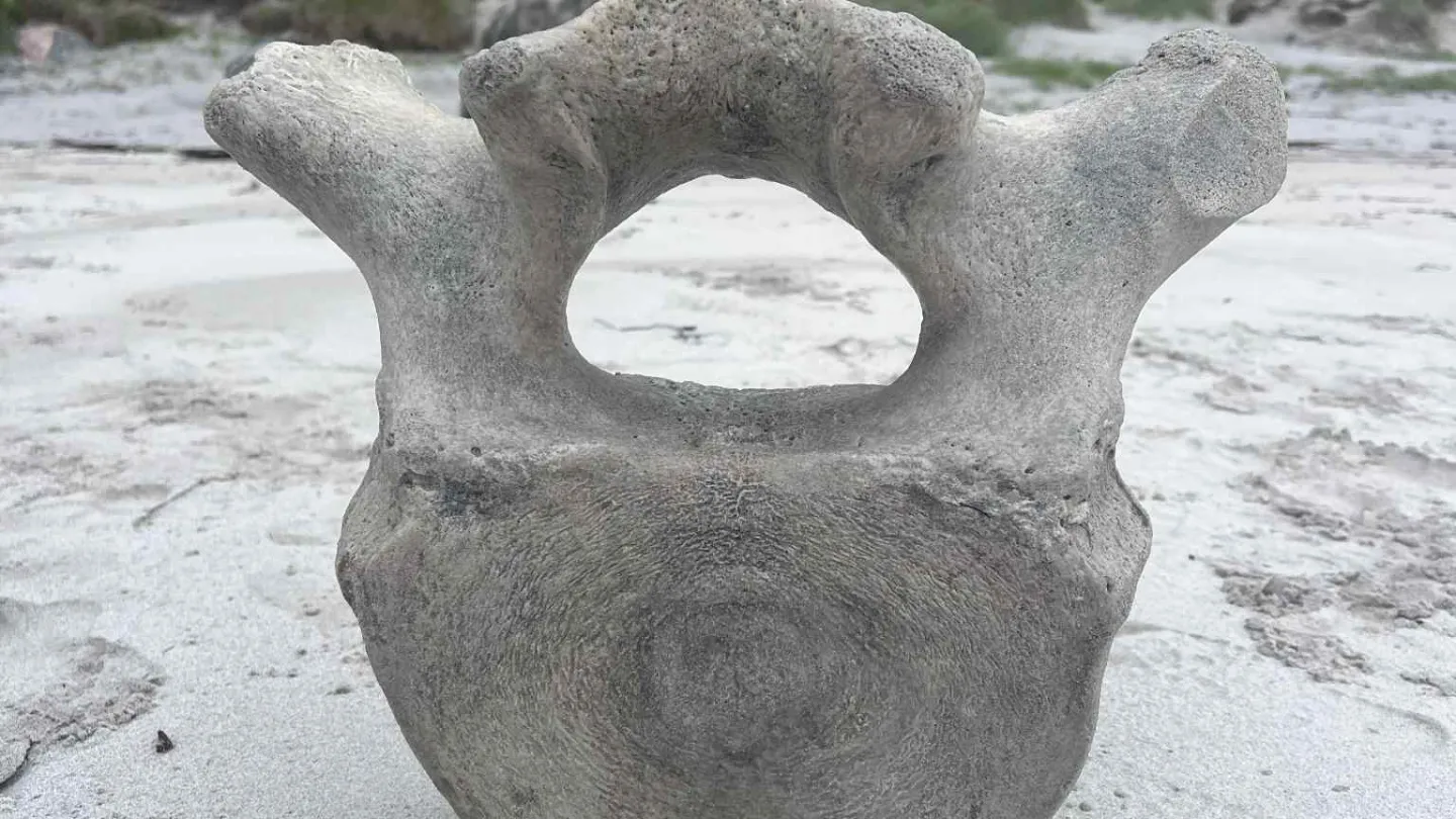 Close-up of a large weathered bone standing upright on a sandy beach, with green hillside and rocks behind.