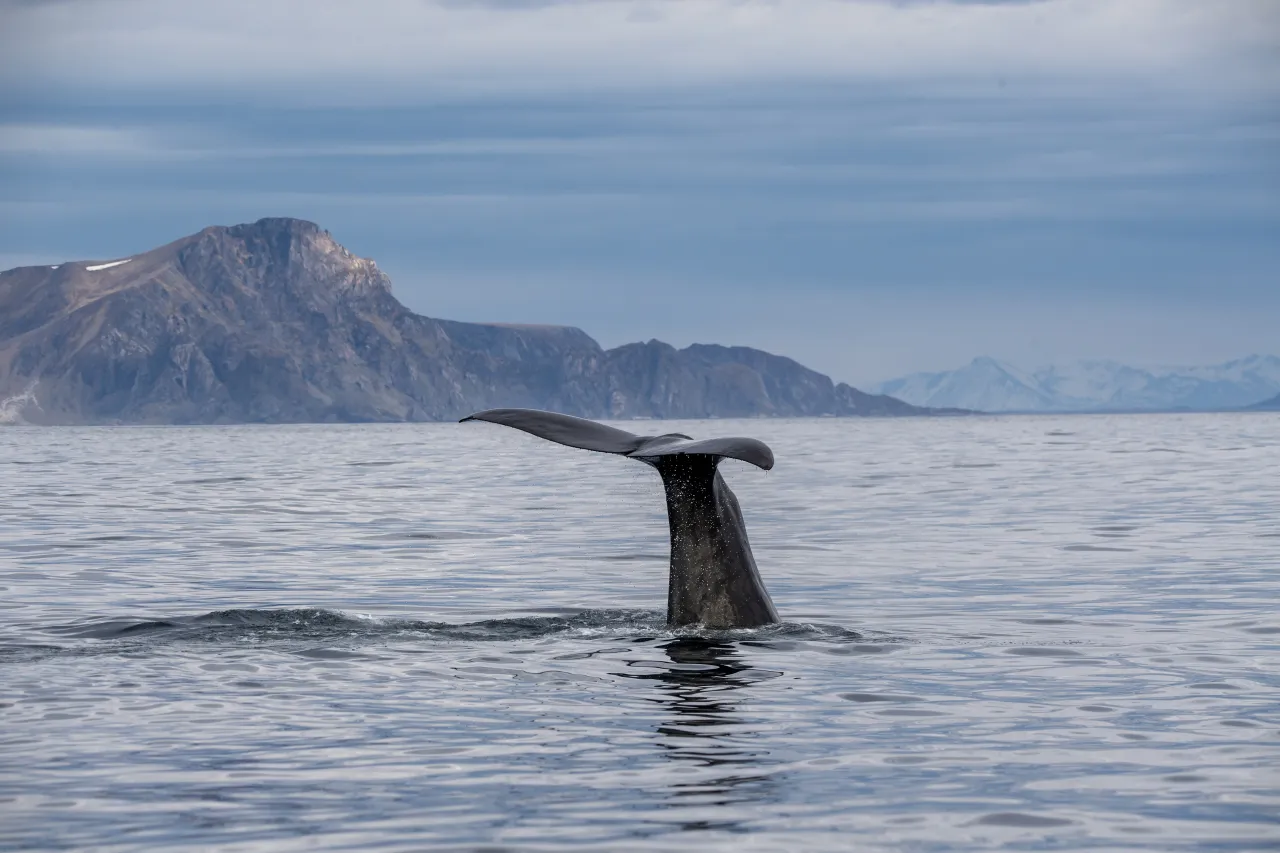 A whale’s tail flukes rise above calm ocean water, with rocky coastal mountains in the distance under cloudy skies.
