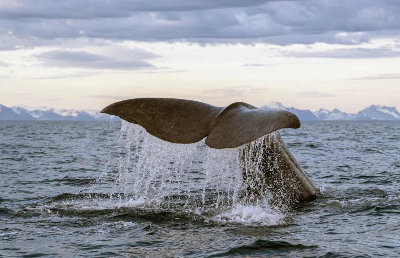 A whale lifts its tail fluke above the ocean, water streaming off it, with distant snowy mountains under cloudy sky.