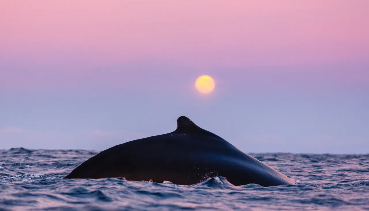 A whale’s dark back breaks the ocean surface with small splashes, beneath a pink-purple sky and low sun.