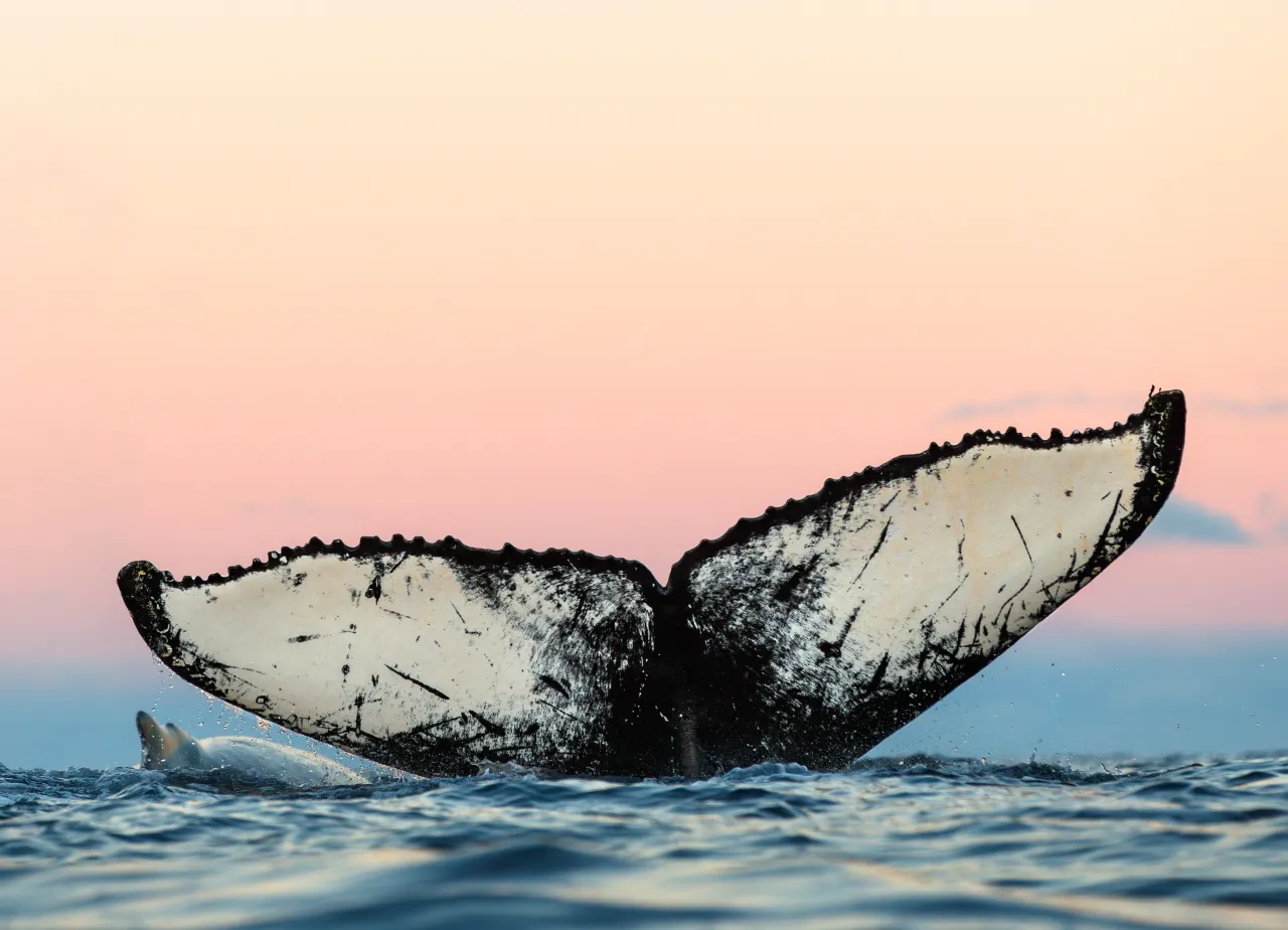 A humpback whale fluke rises above ocean waves, silhouetted against a soft pink and blue sunset sky.