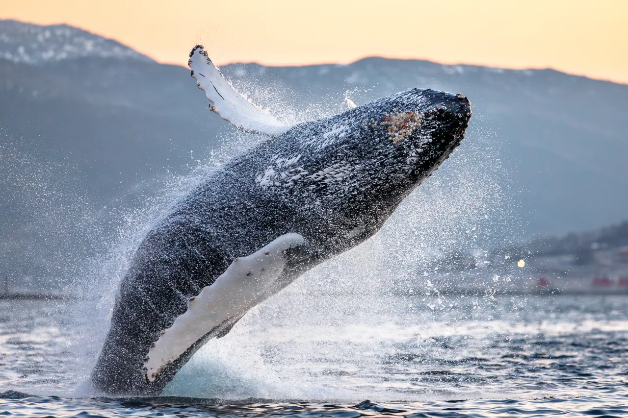 A humpback whale breaches from the ocean, splashing water, with distant mountains and a warm sunset sky behind.