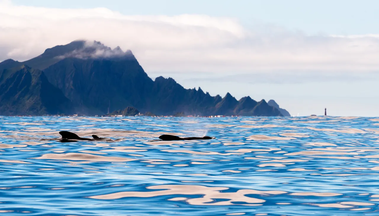 Two dolphins break the surface of calm blue ocean water, with a rugged mountain coastline and low clouds in the distance.