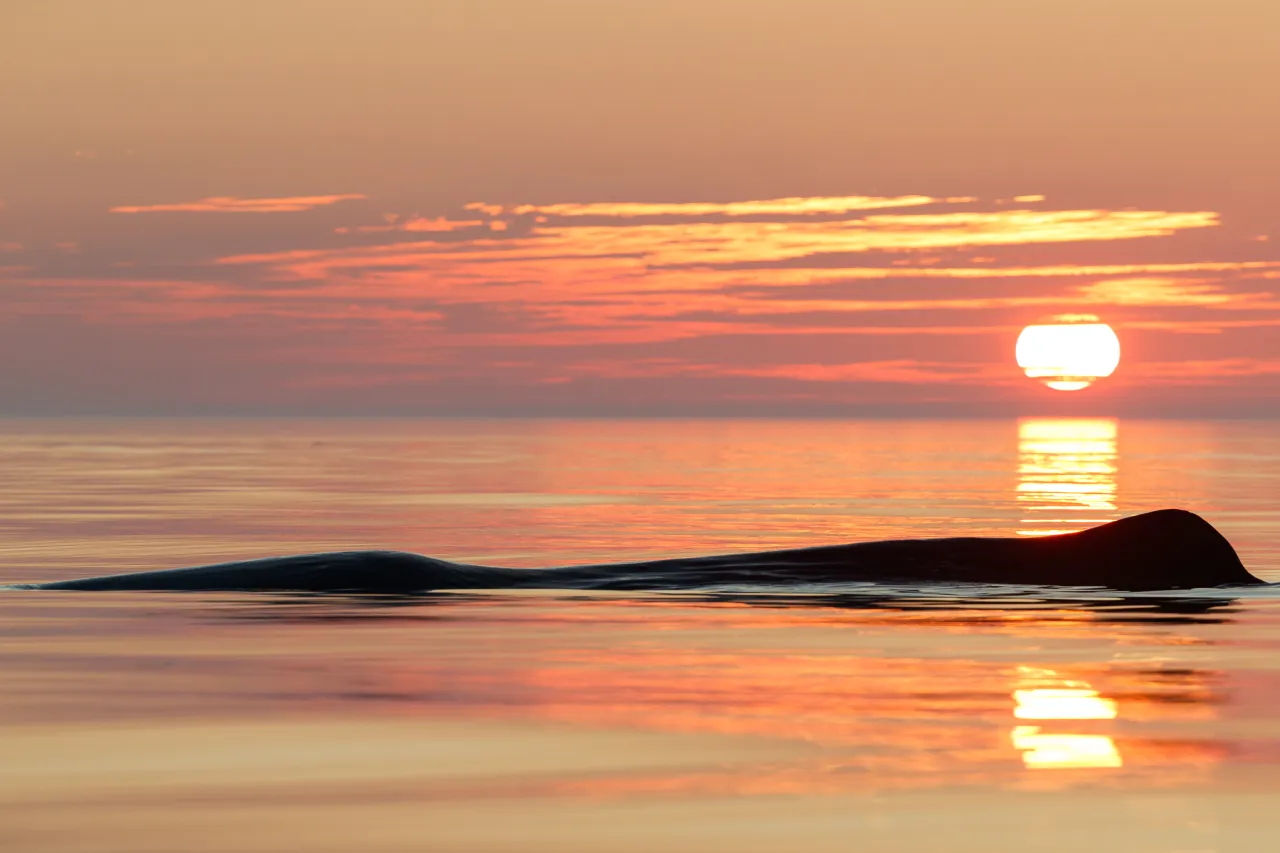 A dark whale breaks the calm ocean surface as a low sun sets, casting orange reflections beneath pink clouds.