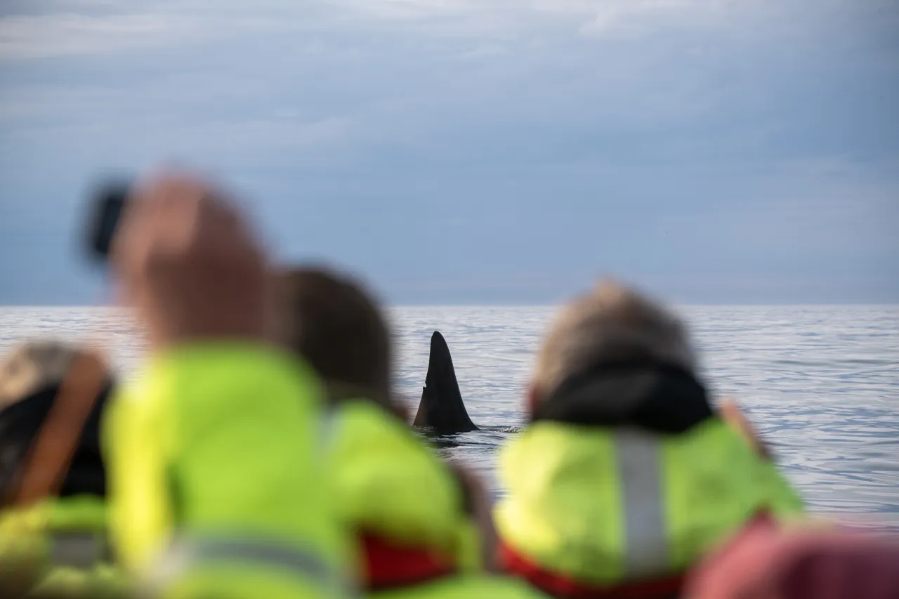 Two blurred people in bright jackets watch an orca’s dorsal fin breaking the calm ocean surface under a cloudy sky.
