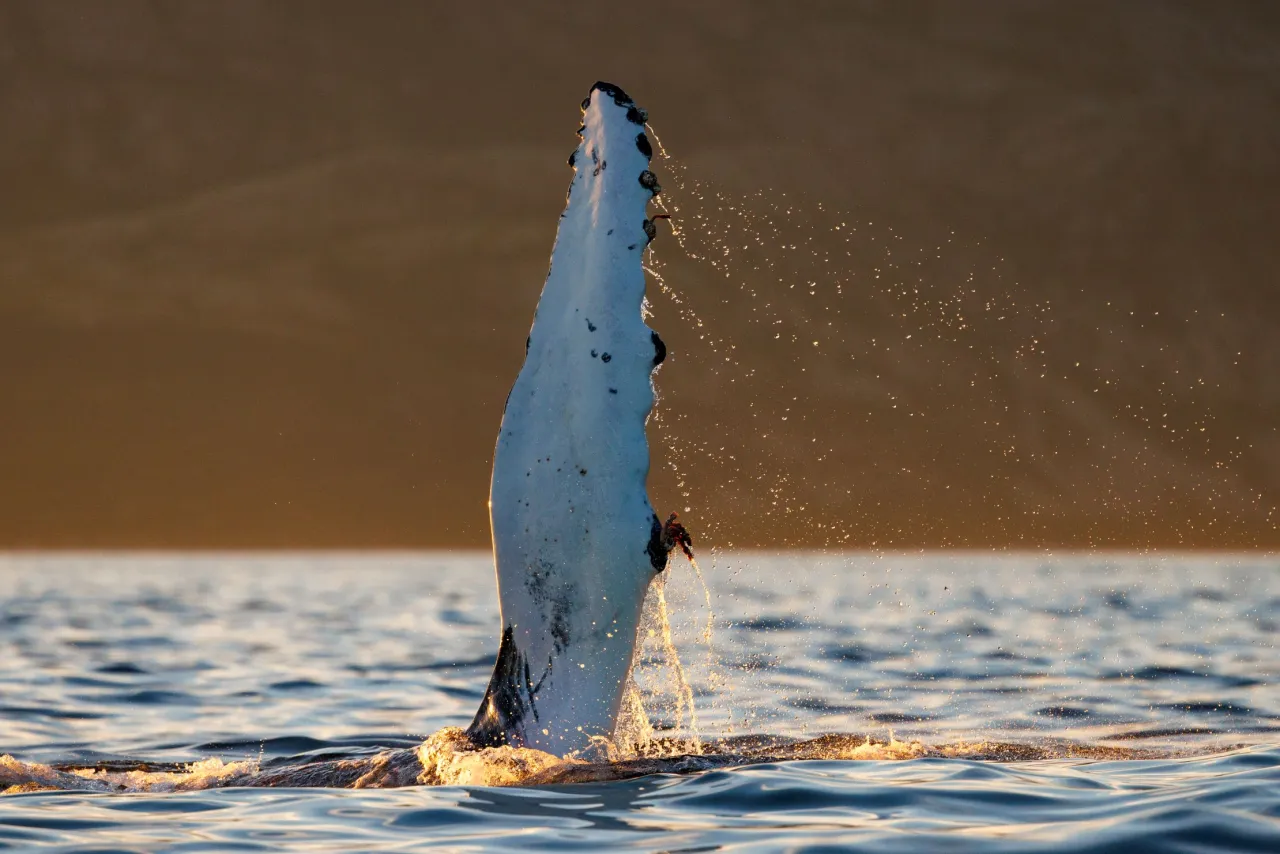 A humpback whale rises vertically from the ocean, splashing water droplets in warm sunset light.