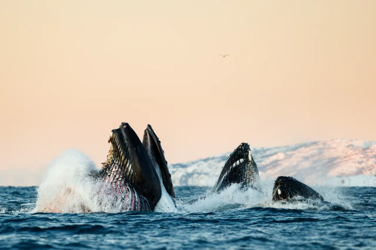 Several humpback whales break the ocean surface with open mouths and splashing water, with distant snowy hills behind.