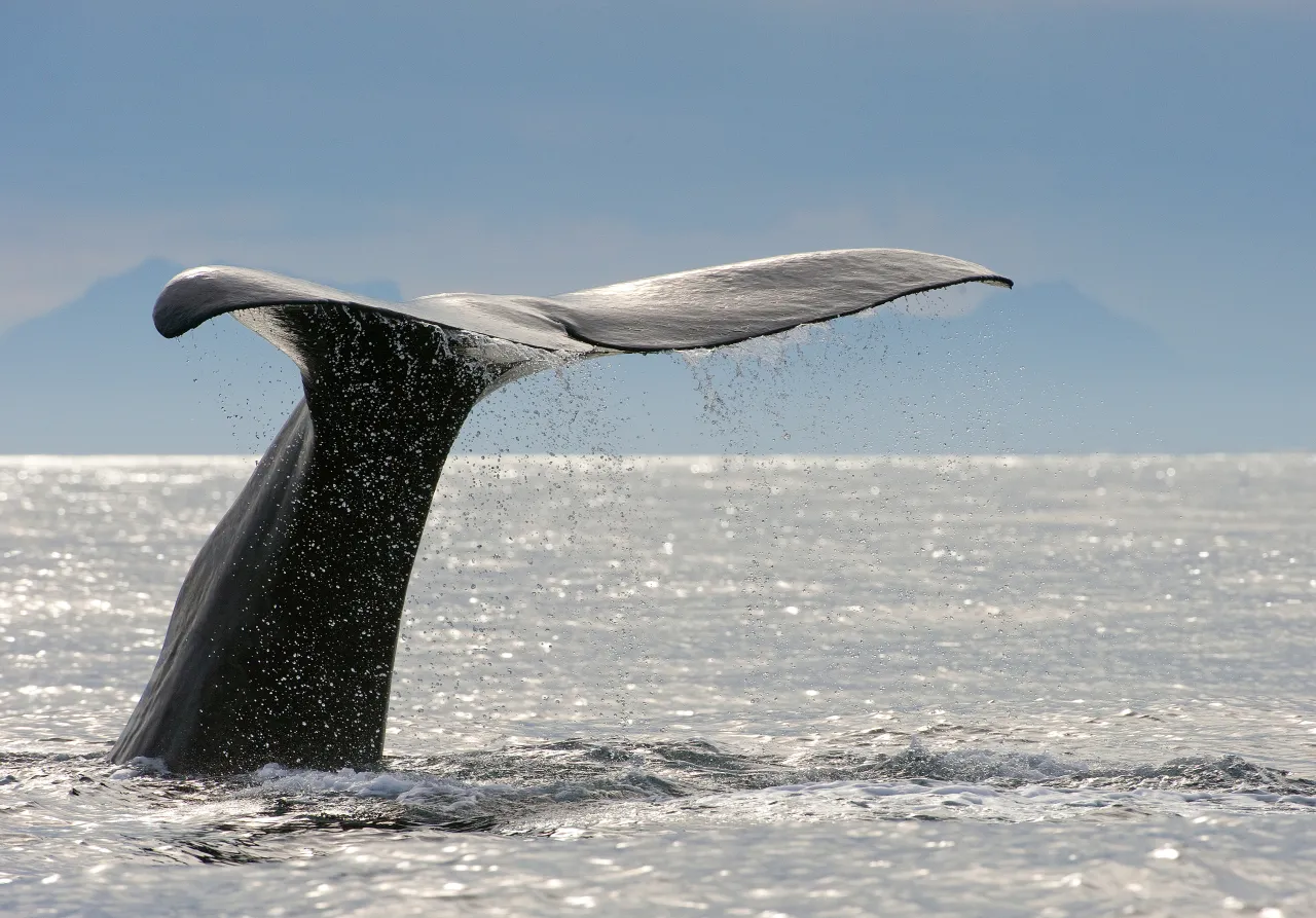 A whale’s tail fluke rises from the ocean, splashing water droplets, with distant mountains under a clear sky.
