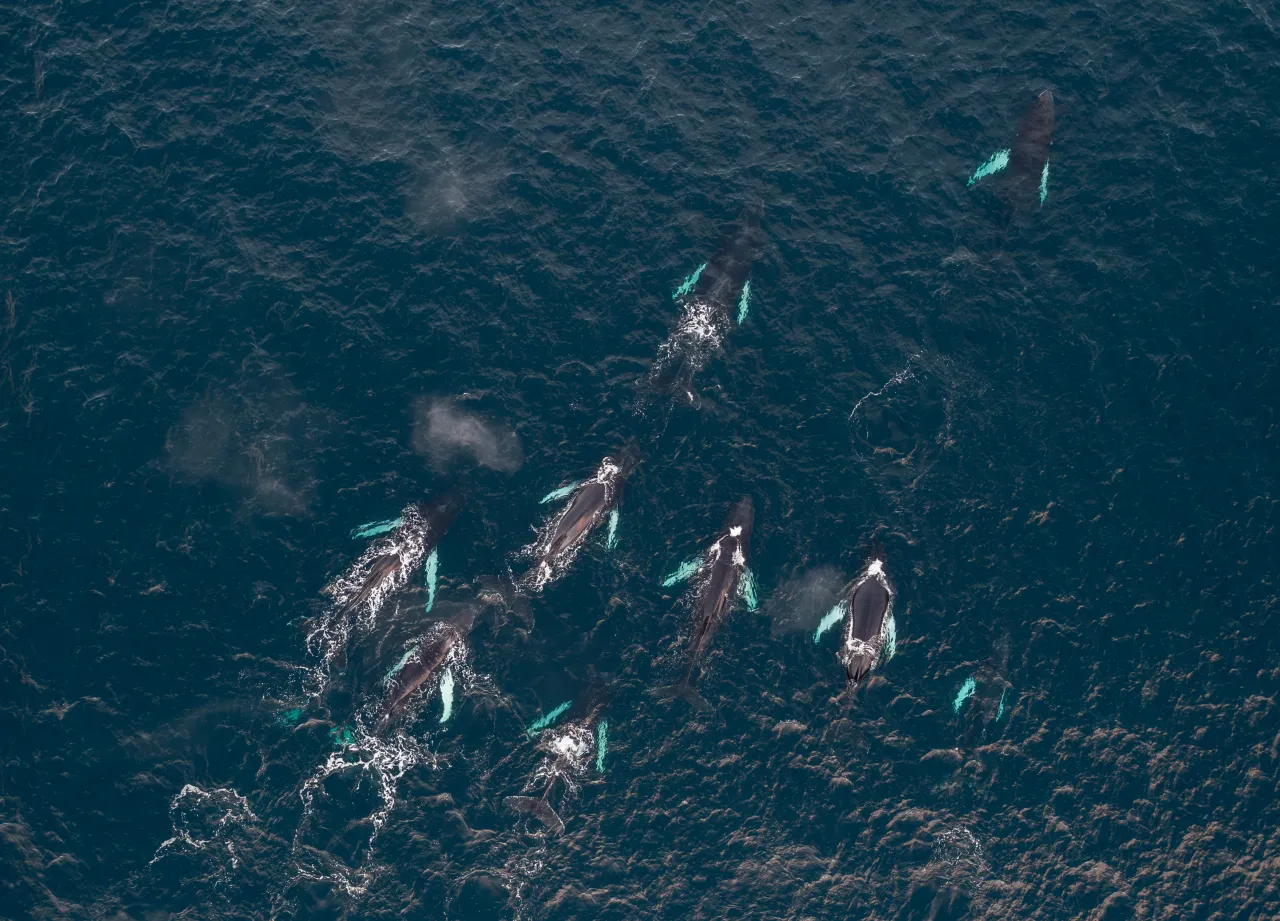 Aerial view of several whales swimming in dark ocean water, with splashes, bubbles, and pale flippers visible.