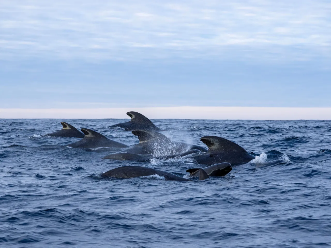 Several dolphins surface and swim together in choppy blue ocean water beneath a pale, cloudy sky.