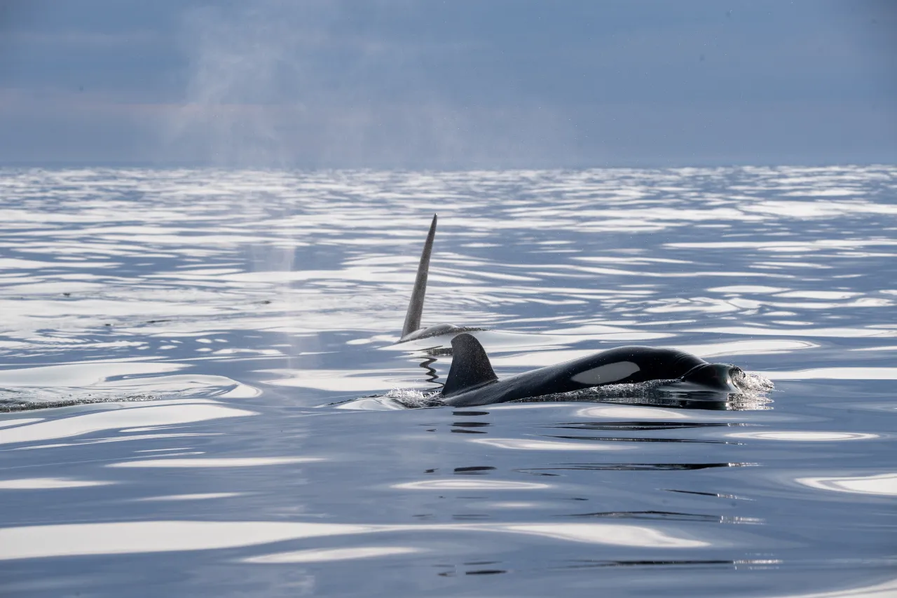 An orca swims at the surface in calm ocean water, with dorsal fin and back visible beneath a blue sky.