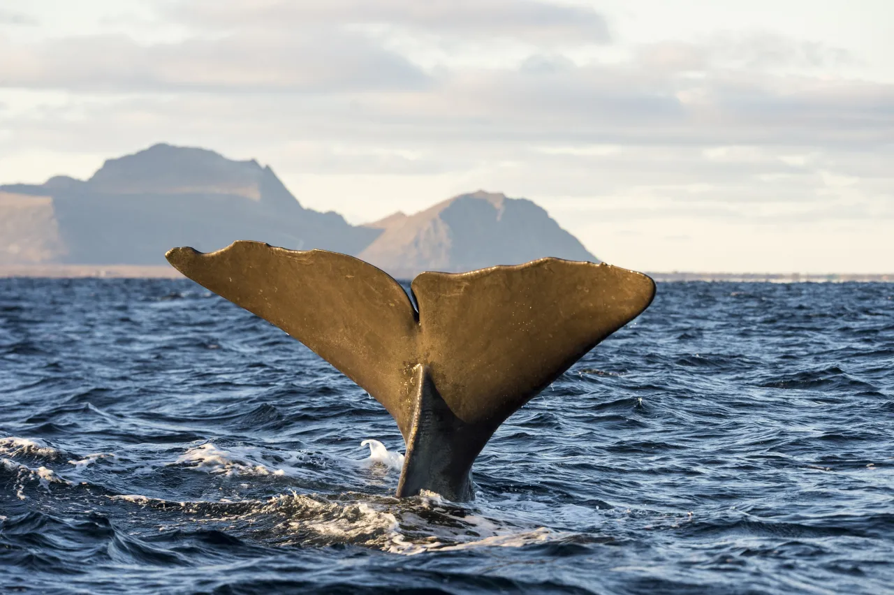 A whale’s tail fluke rises above choppy ocean water, with distant mountains and a cloudy sky in the background.