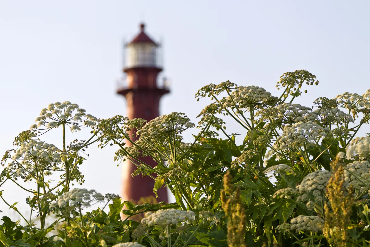 White wildflower clusters in the foreground with a red lighthouse blurred in the background against a clear sky.