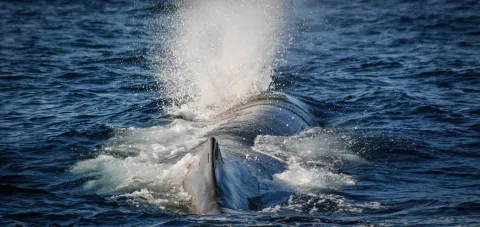 A large whale surfaces in dark ocean water, exhaling a tall white spout while waves and foam surround its back.