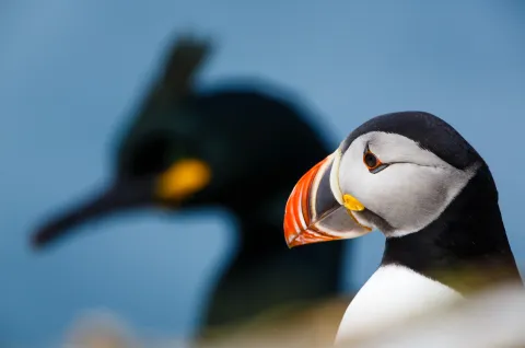 Close-up of an Atlantic puffin with a colorful beak in sharp focus, with a blurred dark seabird behind on blue sky.