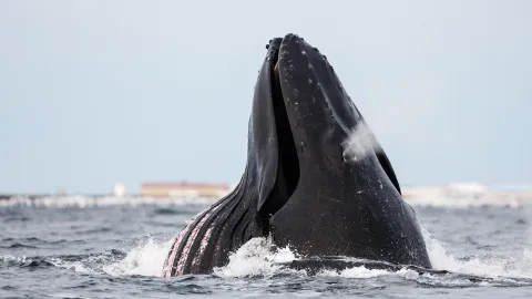 Close-up of a humpback whale surfacing in the ocean, water splashing around its head under a pale sky.