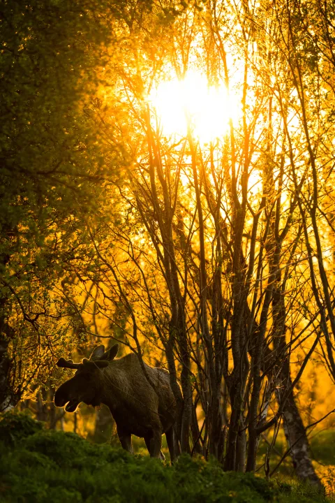 A moose stands among trees in a forest, silhouetted against bright golden sunlight filtering through branches.