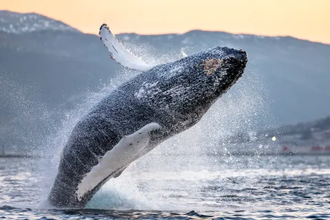 A humpback whale breaches from the ocean, splashing water, with distant mountains and a warm sunset sky behind.