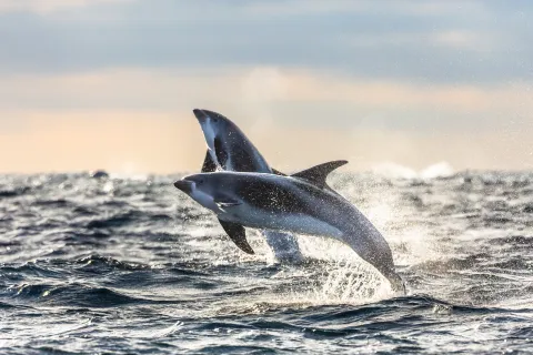 Two dolphins leap out of choppy ocean water, splashing as sunlight glows on the horizon behind them.