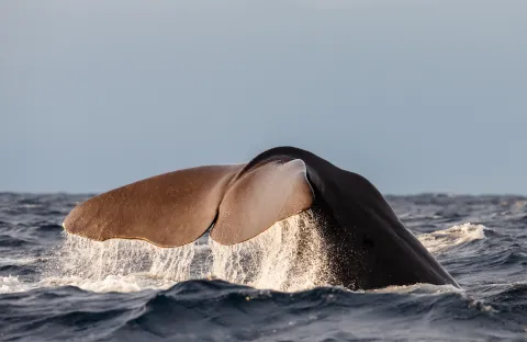 A whale lifts its tail above choppy ocean waves, water cascading off the flukes under a clear sky.