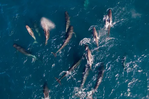 Aerial view of several whales swimming near the ocean surface, with visible spray, wakes, and rippling blue water.