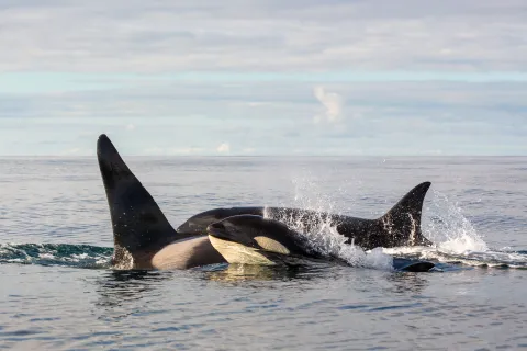 Two orcas surface side by side in calm ocean water, with splashes around their dorsal fins under a cloudy sky.
