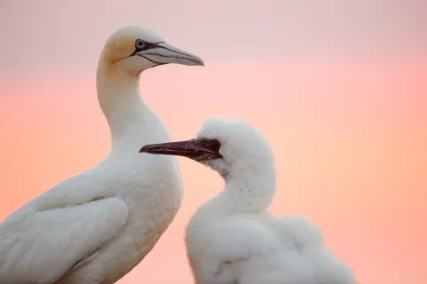 Close-up of an adult white seabird with a long beak beside a fluffy white chick against a pink sunset sky.