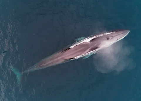 Top-down aerial view of a finnwhale surfacing in deep ocean water, leaving white wake and misty spray.
