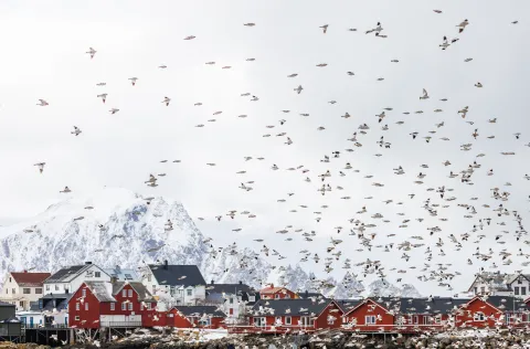 A flock of birds fills a pale sky above red and white houses by a rocky shore, with snowy mountains behind.