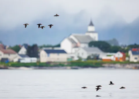 Two groups of seabirds fly over calm water with a blurred coastal village and church steeple in the background.