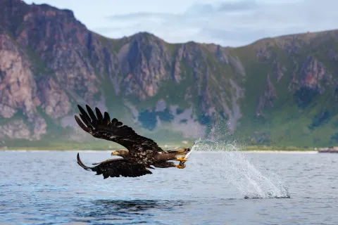 A large eagle flies low over a lake carrying a fish, splashing water, with rugged green mountains in the background.