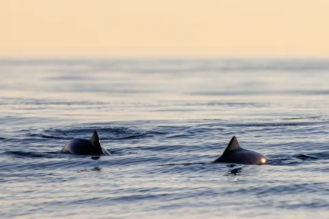 Two dolphins surface in calm ocean water, their dorsal fins visible against a warm, pastel sunset sky.