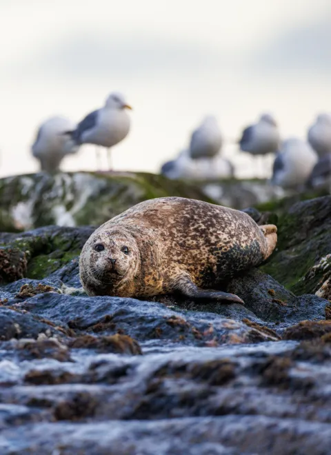 A spotted seal lies on wet coastal rocks while several blurred seagulls stand in the background under a pale sky.