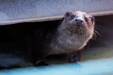 Close-up of a wet otter standing under a concrete ledge, looking toward the camera beside shallow water.