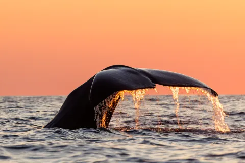 A whale tail rises above the ocean surface as water streams off it, glowing against an orange sunset sky.