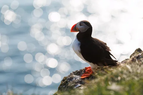 Atlantic puffin standing on a rocky ledge with orange beak and feet, ocean water sparkling in the background.