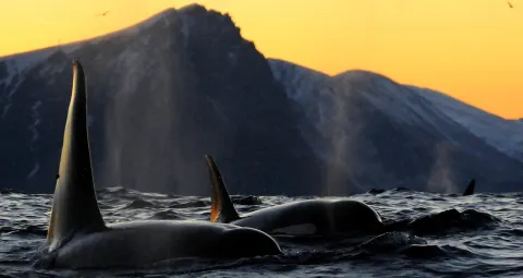 Two orcas swim in dark ocean water at sunset, with snowy mountains silhouetted against an orange sky.