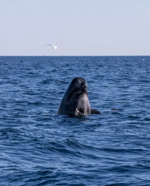 A whale surfaces vertically in choppy blue ocean water under a clear sky, with a seabird flying near the horizon.
