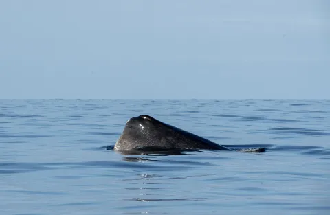 A dark whale back breaks the calm ocean surface under a clear blue sky, with gentle ripples and reflections.