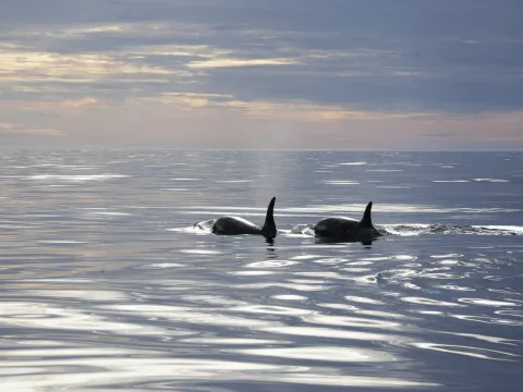 Two orcas surface in calm ocean water under a cloudy dusk sky, leaving ripples and a faint spout behind.