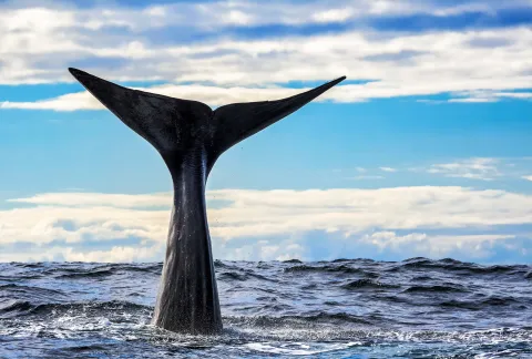 A dark whale fluke rises from choppy ocean water with spray, set against a blue sky with layered clouds.
