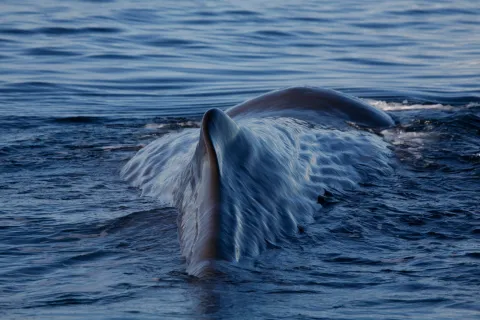 A whale tail fin rises above calm blue ocean water, shedding streams of water as it submerges.