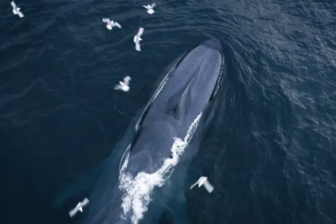 Aerial view of a large whale surfacing in dark blue water, with white seabirds flying nearby and wake around it.