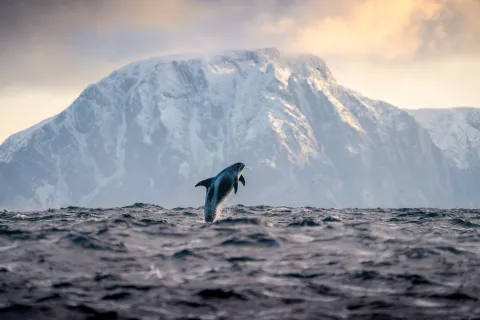 A dolphin leaps above choppy ocean water with a snow-covered mountain and cloudy sky in the background.
